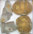 Lot: Misc Fossil Trilobites And Brittlestars - Pieces #138369-2
